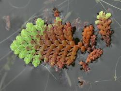 Image: Trevor James © Trevor James 